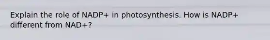 Explain the role of NADP+ in photosynthesis. How is NADP+ different from NAD+?