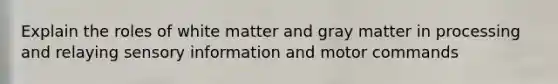Explain the roles of white matter and gray matter in processing and relaying sensory information and motor commands