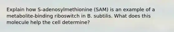 Explain how S-adenosylmethionine (SAM) is an example of a metabolite-binding riboswitch in B. subtilis. What does this molecule help the cell determine?