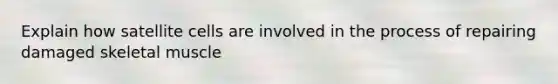 Explain how satellite cells are involved in the process of repairing damaged skeletal muscle
