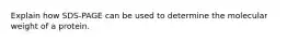 Explain how SDS-PAGE can be used to determine the molecular weight of a protein.