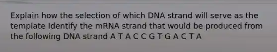 Explain how the selection of which DNA strand will serve as the template Identify the mRNA strand that would be produced from the following DNA strand A T A C C G T G A C T A