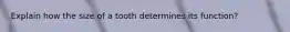 Explain how the size of a tooth determines its function?