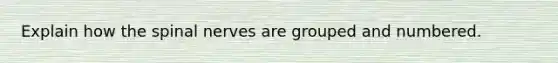 Explain how the spinal nerves are grouped and numbered.