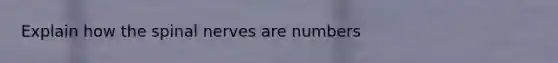 Explain how the spinal nerves are numbers