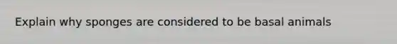 Explain why sponges are considered to be basal animals