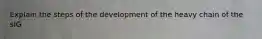 Explain the steps of the development of the heavy chain of the sIG