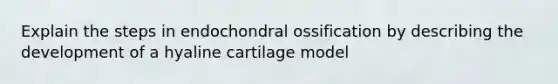 Explain the steps in endochondral ossification by describing the development of a hyaline cartilage model