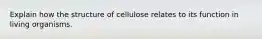 Explain how the structure of cellulose relates to its function in living organisms.