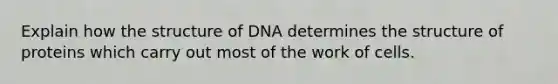 Explain how the structure of DNA determines the structure of proteins which carry out most of the work of cells.