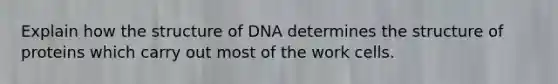 Explain how the structure of DNA determines the structure of proteins which carry out most of the work cells.