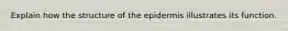 Explain how the structure of the epidermis illustrates its function.