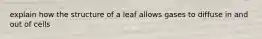 explain how the structure of a leaf allows gases to diffuse in and out of cells