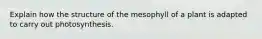 Explain how the structure of the mesophyll of a plant is adapted to carry out photosynthesis.