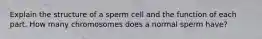 Explain the structure of a sperm cell and the function of each part. How many chromosomes does a normal sperm have?