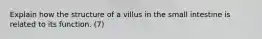 Explain how the structure of a villus in the small intestine is related to its function. (7)