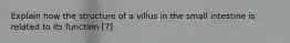 Explain how the structure of a villus in the small intestine is related to its function [7]