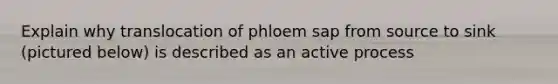 Explain why translocation of phloem sap from source to sink (pictured below) is described as an active process