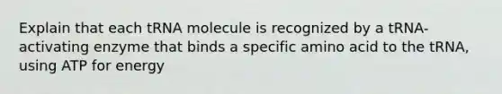 Explain that each tRNA molecule is recognized by a tRNA-activating enzyme that binds a specific amino acid to the tRNA, using ATP for energy