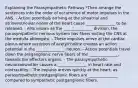 Explaining the Parasympathetic Pathway *Then arrange the sentences into the order of occurrence of motor impulses in the ANS. - Action potentials arriving at the sinoatrial and atrioventricular nodes of the heart cause _______________ to be released. - Also known as the _______________ division, the parasympathetic nervous system has fibers exiting the CNS at the medulla oblongata. - These impulses arrive at the cardiac plexus where secretion of acetylcholine creates an action potential in the _______________ neuron. - Action potentials travel down the preganglionic nerve fibers of the _______________, towards the effectors organs. - The parasympathetic neurotransmitter causes a _______________ in heart rate and contractility. - The impulse arrives quickly at the heart, as parasympathetic postganglionic fibers are _______________ compared to sympathetic postganglionic fibers.