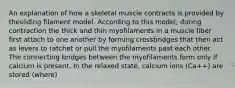 An explanation of how a skeletal muscle contracts is provided by thesliding filament model. According to this model, during contraction the thick and thin myofilaments in a muscle fiber first attach to one another by forming crossbridges that then act as levers to ratchet or pull the myofilaments past each other. The connecting bridges between the myofilaments form only if calcium is present. In the relaxed state, calcium ions (Ca++) are stored (where)