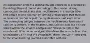 An explanation of how a skeletal muscle contracts is provided by thesliding filament model. According to this model, during contraction the thick and thin myofilaments in a muscle fiber first attach to one another by forming crossbridges that then act as levers to ratchet or pull the myofilaments past each other. The connecting bridges between the myofilaments form only if calcium is present. In the relaxed state, calcium ions (Ca++) are stored within the smooth endoplasmic reticulum (ER) in the muscle cell. When a nerve signal stimulates the muscle fiber, the ER releases Ca++ into the cytoplasm. There, the Ca++ ions bind to the small blocking proteins associated with the