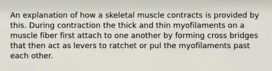 An explanation of how a skeletal muscle contracts is provided by this. During contraction the thick and thin myofilaments on a muscle fiber first attach to one another by forming cross bridges that then act as levers to ratchet or pul the myofilaments past each other.