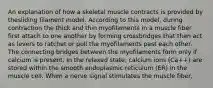 An explanation of how a skeletal muscle contracts is provided by thesliding filament model. According to this model, during contraction the thick and thin myofilaments in a muscle fiber first attach to one another by forming crossbridges that then act as levers to ratchet or pull the myofilaments past each other. The connecting bridges between the myofilaments form only if calcium is present. In the relaxed state, calcium ions (Ca++) are stored within the smooth endoplasmic reticulum (ER) in the muscle cell. When a nerve signal stimulates the muscle fiber,