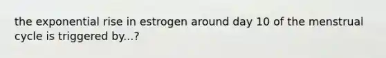 the exponential rise in estrogen around day 10 of the menstrual cycle is triggered by...?