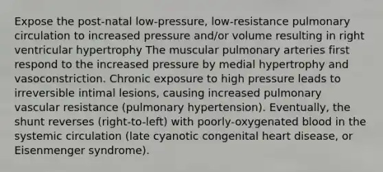 Expose the post-natal low-pressure, low-resistance pulmonary circulation to increased pressure and/or volume resulting in right ventricular hypertrophy The muscular pulmonary arteries first respond to the increased pressure by medial hypertrophy and vasoconstriction. Chronic exposure to high pressure leads to irreversible intimal lesions, causing increased pulmonary vascular resistance (pulmonary hypertension). Eventually, the shunt reverses (right-to-left) with poorly-oxygenated blood in the systemic circulation (late cyanotic congenital heart disease, or Eisenmenger syndrome).