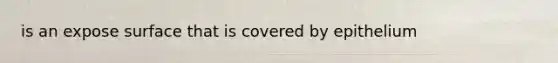 is an expose surface that is covered by epithelium