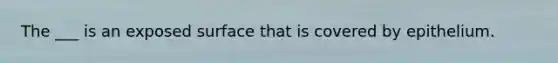 The ___ is an exposed surface that is covered by epithelium.