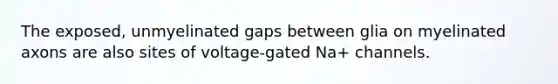 The exposed, unmyelinated gaps between glia on myelinated axons are also sites of voltage-gated Na+ channels.