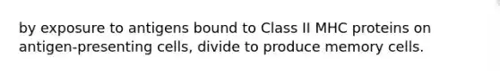 by exposure to antigens bound to Class II MHC proteins on antigen-presenting cells, divide to produce memory cells.