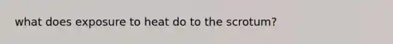 what does exposure to heat do to the scrotum?