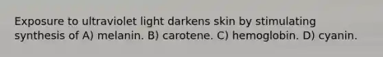 Exposure to ultraviolet light darkens skin by stimulating synthesis of A) melanin. B) carotene. C) hemoglobin. D) cyanin.