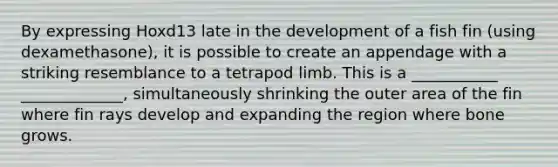 By expressing Hoxd13 late in the development of a fish fin (using dexamethasone), it is possible to create an appendage with a striking resemblance to a tetrapod limb. This is a ___________ _____________, simultaneously shrinking the outer area of the fin where fin rays develop and expanding the region where bone grows.
