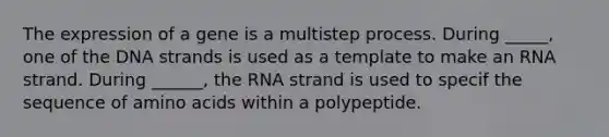 The expression of a gene is a multistep process. During _____, one of the DNA strands is used as a template to make an RNA strand. During ______, the RNA strand is used to specif the sequence of <a href='https://www.questionai.com/knowledge/k9gb720LCl-amino-acids' class='anchor-knowledge'>amino acids</a> within a polypeptide.