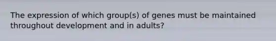 The expression of which group(s) of genes must be maintained throughout development and in adults?