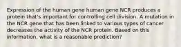 Expression of the human gene human gene NCR produces a protein that's important for controlling cell division. A mutation in the NCR gene that has been linked to various types of cancer decreases the activity of the NCR protein. Based on this information, what is a reasonable prediction?