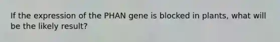 If the expression of the PHAN gene is blocked in plants, what will be the likely result?