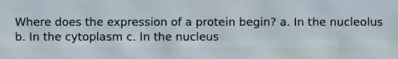 Where does the expression of a protein begin? a. In the nucleolus b. In the cytoplasm c. In the nucleus