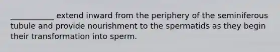 ___________ extend inward from the periphery of the seminiferous tubule and provide nourishment to the spermatids as they begin their transformation into sperm.