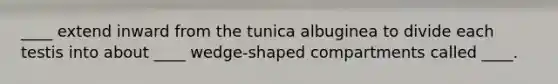 ____ extend inward from the tunica albuginea to divide each testis into about ____ wedge-shaped compartments called ____.