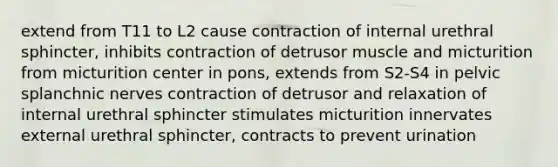 extend from T11 to L2 cause contraction of internal urethral sphincter, inhibits contraction of detrusor muscle and micturition from micturition center in pons, extends from S2-S4 in pelvic splanchnic nerves contraction of detrusor and relaxation of internal urethral sphincter stimulates micturition innervates external urethral sphincter, contracts to prevent urination