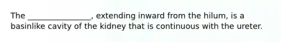 The ________________, extending inward from the hilum, is a basinlike cavity of the kidney that is continuous with the ureter.