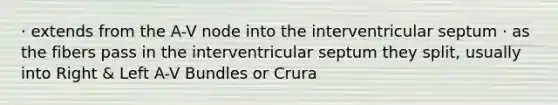 · extends from the A-V node into the interventricular septum · as the fibers pass in the interventricular septum they split, usually into Right & Left A-V Bundles or Crura