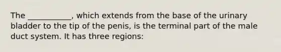 The ___________, which extends from the base of the urinary bladder to the tip of the penis, is the terminal part of the male duct system. It has three regions: