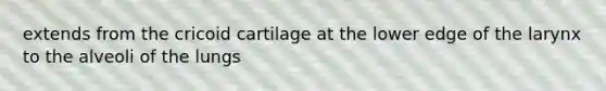 extends from the cricoid cartilage at the lower edge of the larynx to the alveoli of the lungs