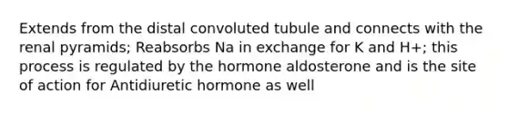 Extends from the distal convoluted tubule and connects with the renal pyramids; Reabsorbs Na in exchange for K and H+; this process is regulated by the hormone aldosterone and is the site of action for Antidiuretic hormone as well